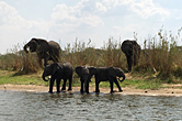 Safari Week