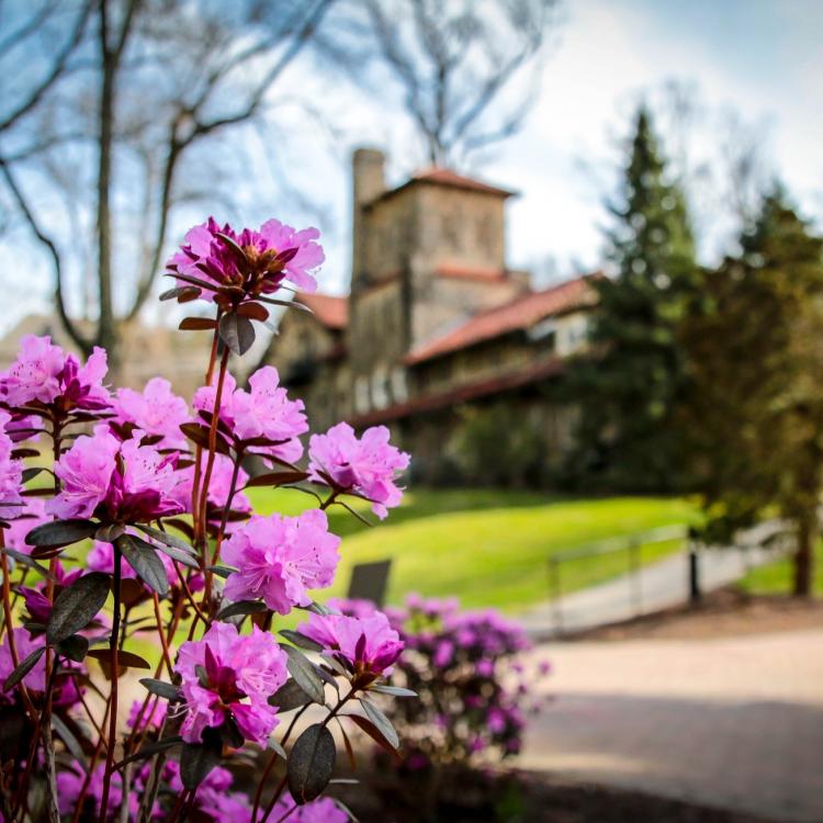 Campus Purple Flowers